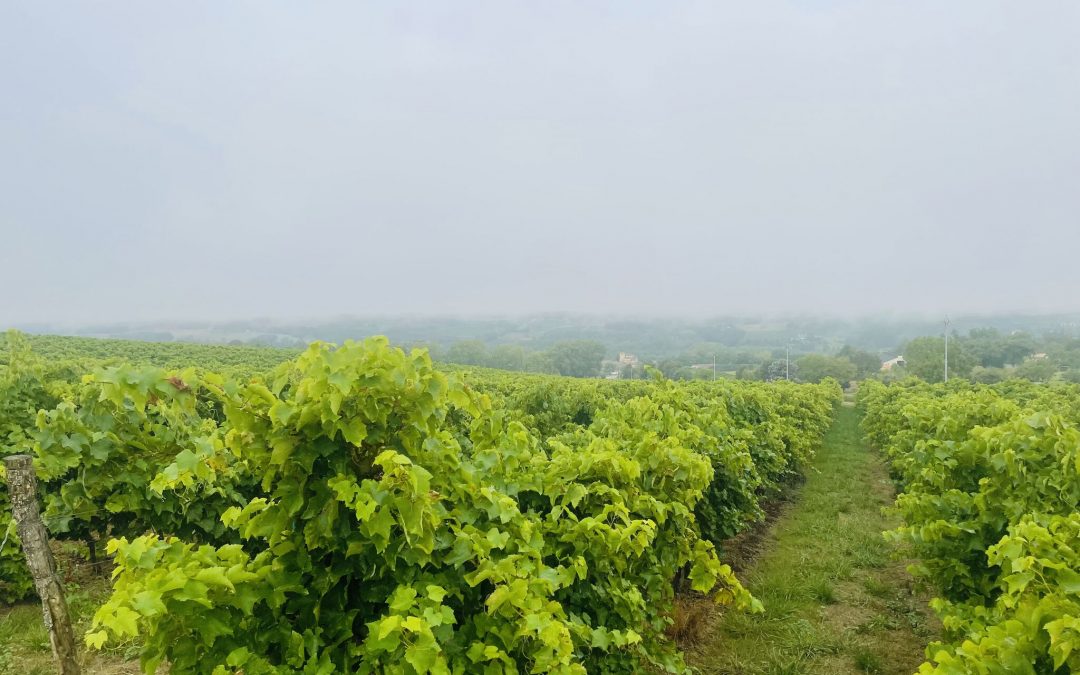 A la source du vin : Episode 2 – Début des Vendanges chez Sudvin Gascogne ! 