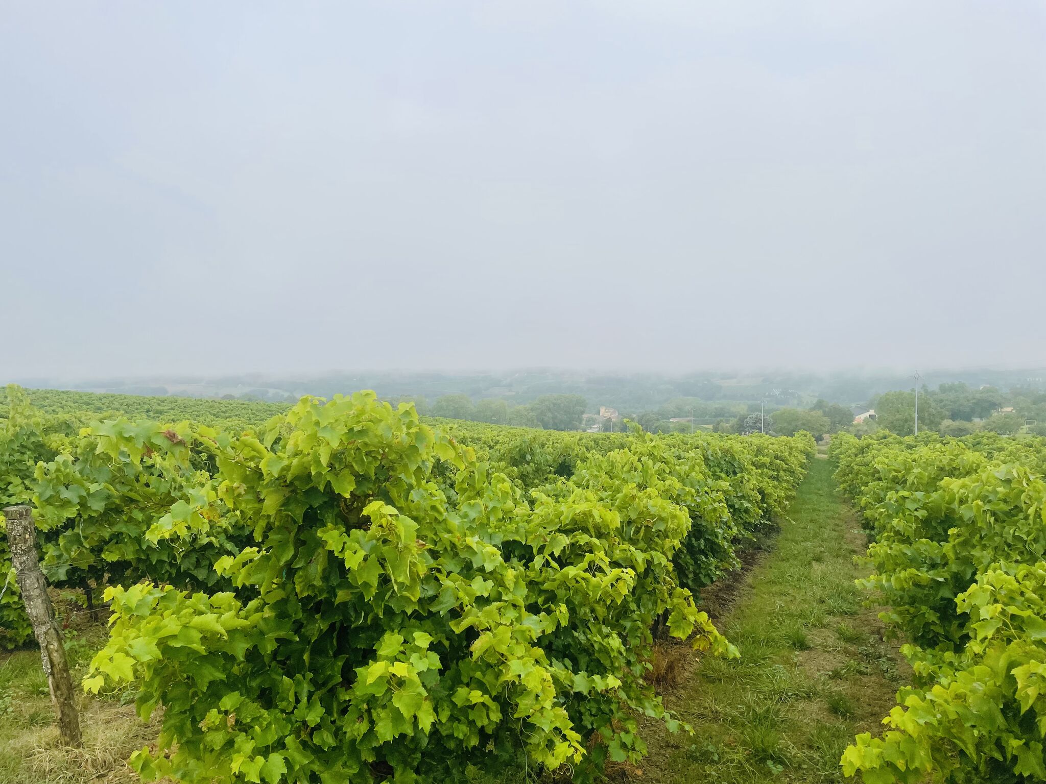 A la source du vin : Episode 2 – Début des Vendanges chez Sudvin Gascogne ! 
